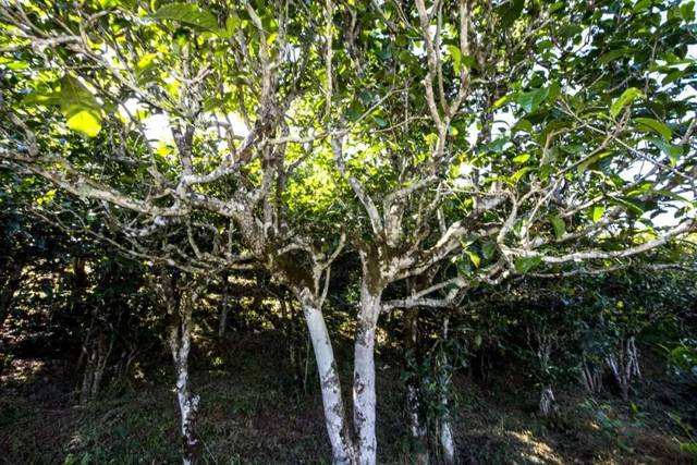 2022年鎮(zhèn)沅老海塘古樹春茶價(jià)格？