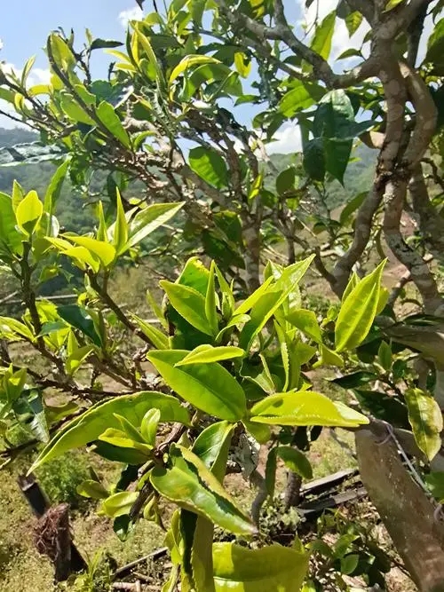 2022年鎮(zhèn)沅砍盆箐古樹春茶特點？