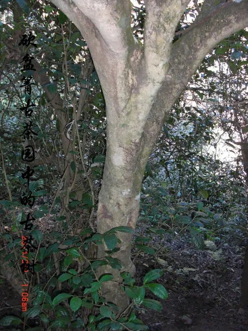 2022年鎮(zhèn)沅砍盆箐古樹春茶多少錢一公斤？