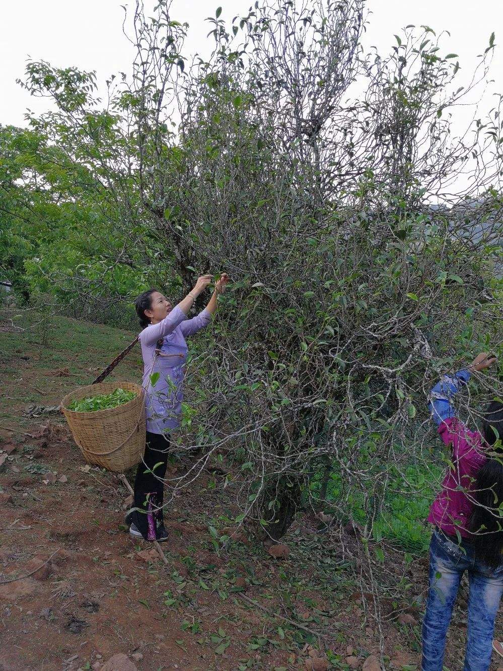 2022年鎮(zhèn)沅打筍山古樹(shù)春茶口感？