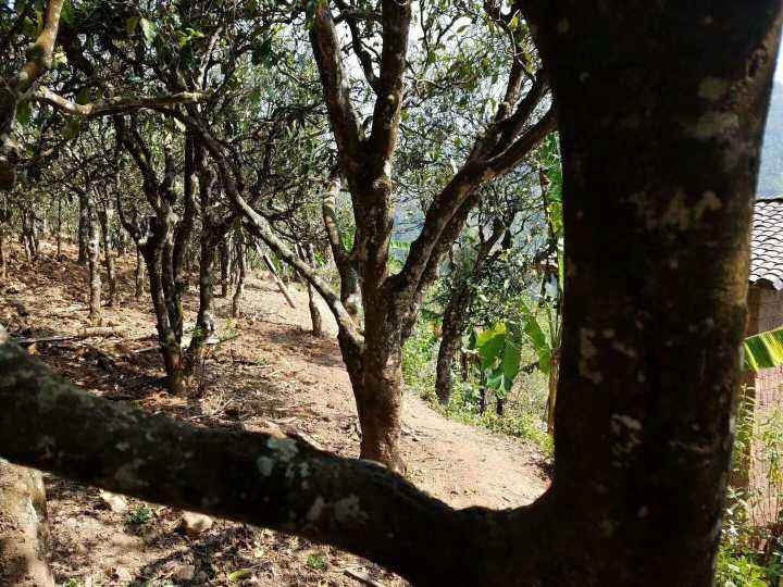 2022年鎮(zhèn)沅打筍山古樹(shù)春茶多少錢一公斤？