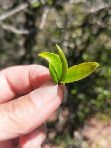 2022年野性十足的鎮(zhèn)沅打筍山古樹春茶！