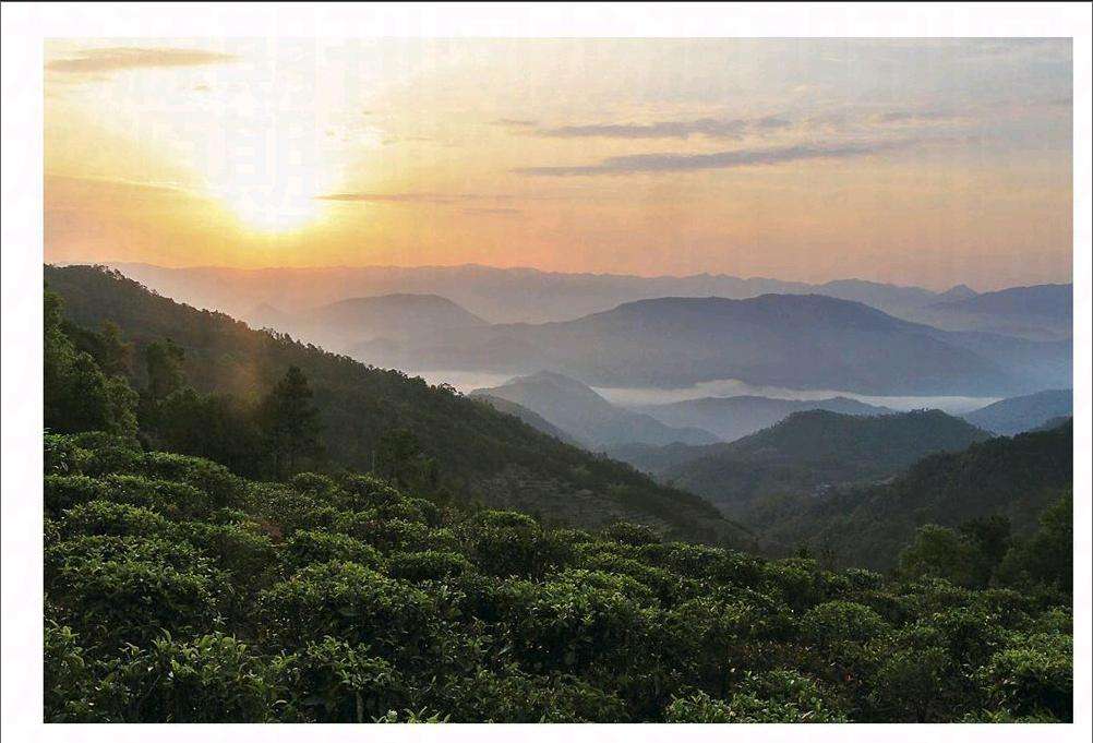 2022年鎮(zhèn)沅老烏山古樹春茶口感？