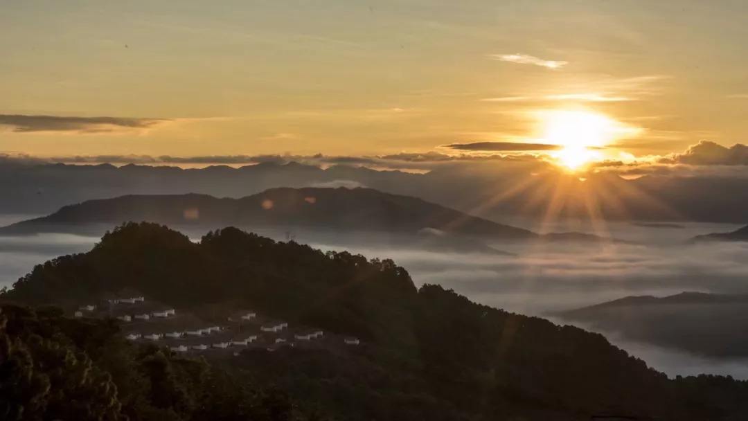 2022年別樣的味道，鎮(zhèn)沅老烏山古樹春茶