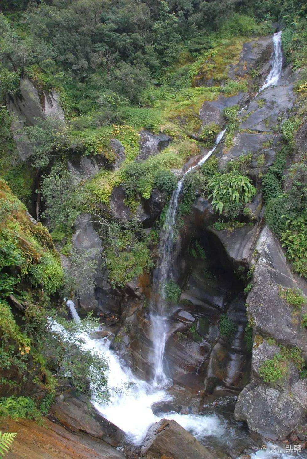 2022年鎮(zhèn)沅千家寨古樹春茶特點？