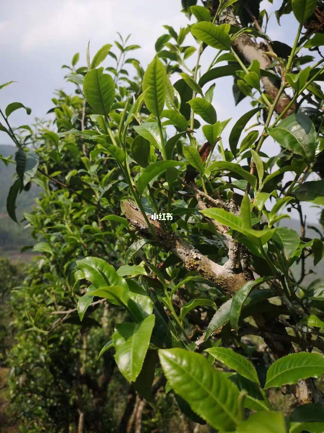 2022年寧洱擺尾箐古樹春茶口感？