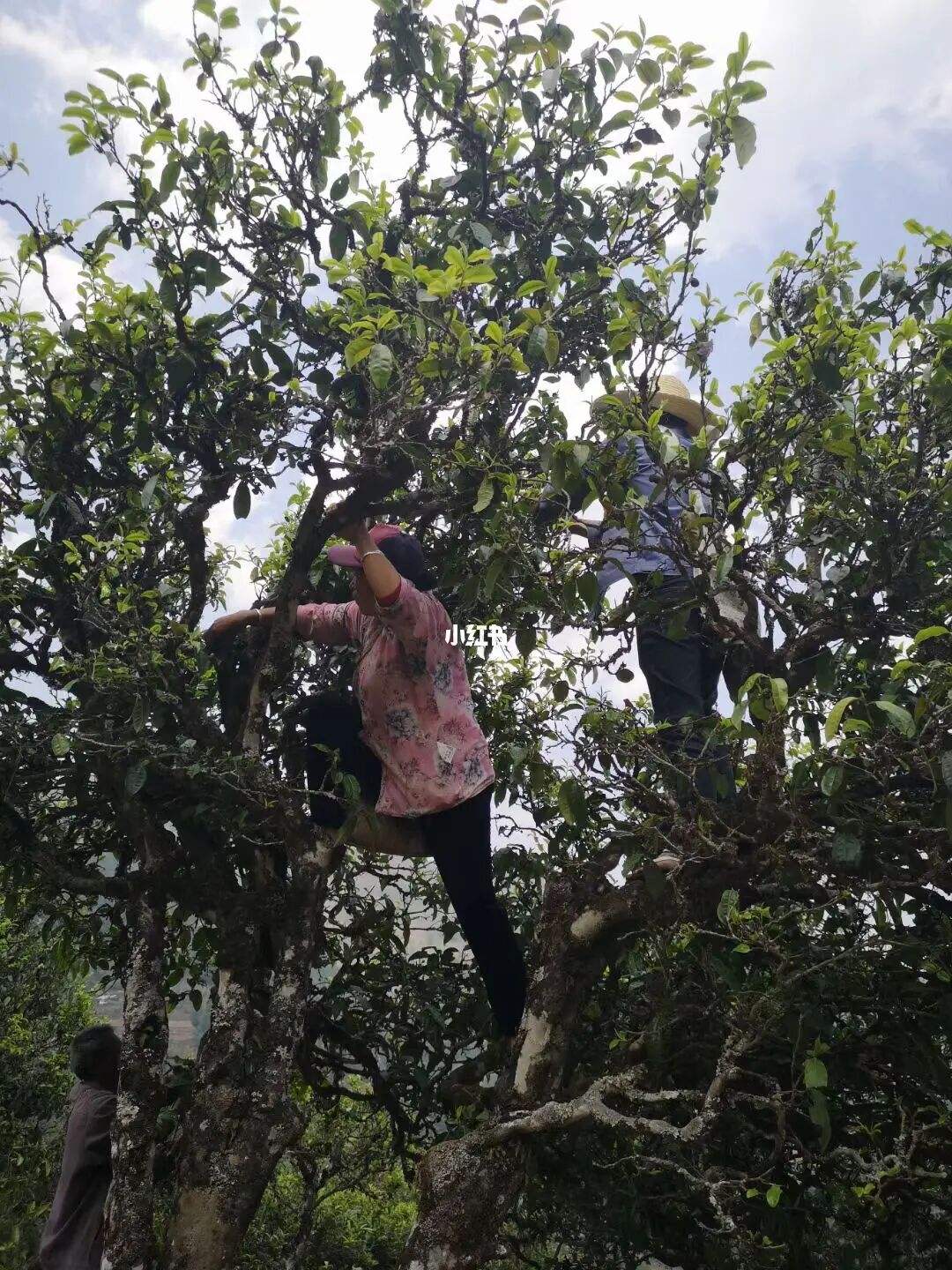 2022年寧洱擺尾箐古樹(shù)春茶特點(diǎn)？