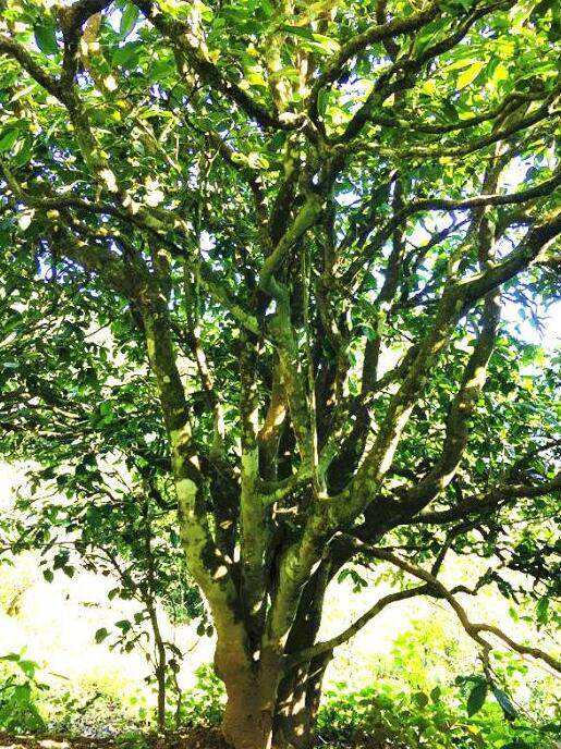 2022年這個(gè)春天，回到家鄉(xiāng)擺尾箐，與家人一起用心制茶！