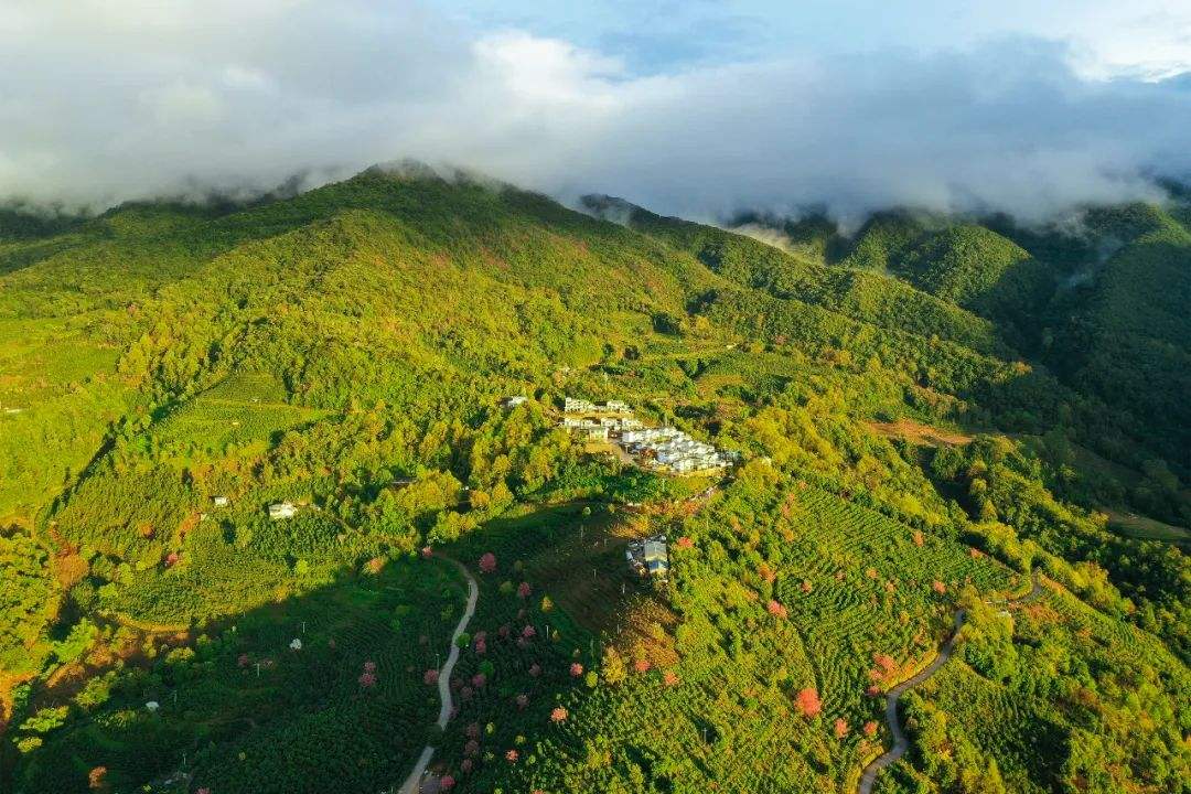 2022年困鹿山古樹春茶口感是什么？