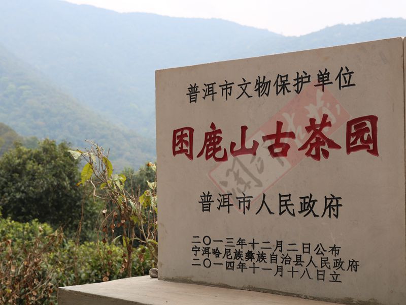 2022年困鹿山古樹春茶多少錢一公斤？