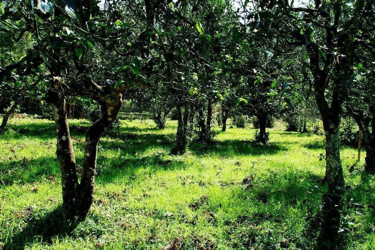 2022年困鹿山古樹春茶價格？