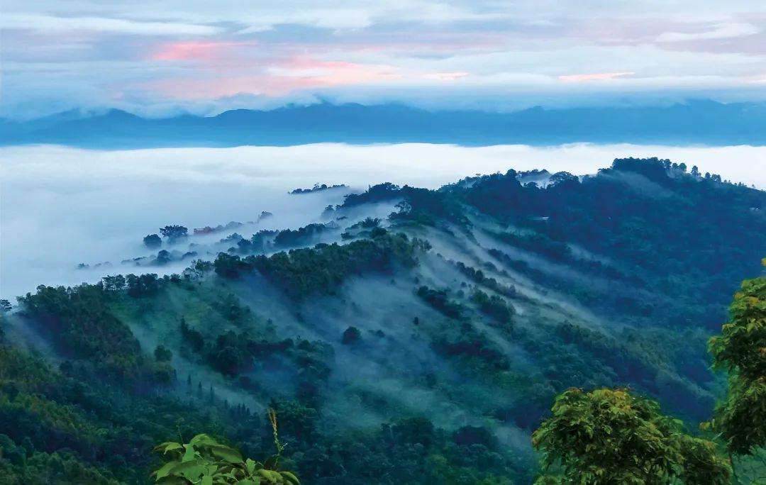 2022年景邁山古茶林為什么可以申遺？