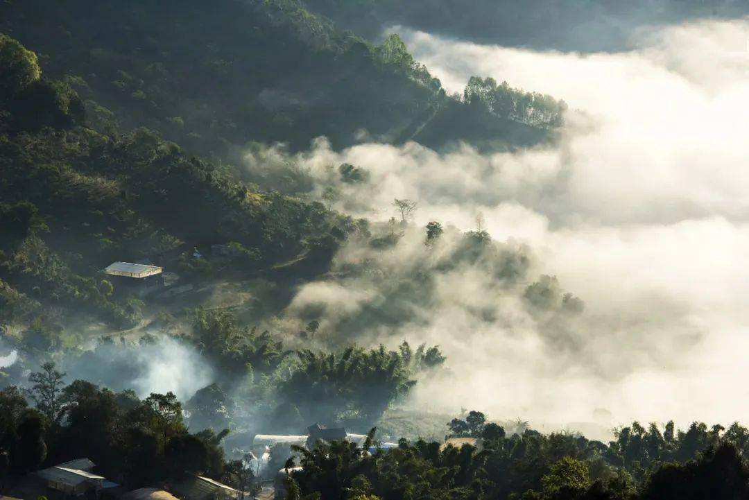 2022景邁山古樹春茶價(jià)格？