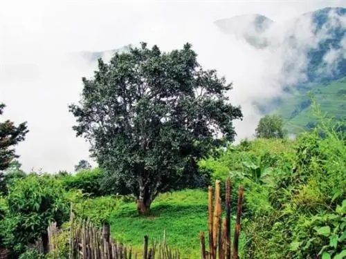 2022年邦威古樹春茶口感是什么？