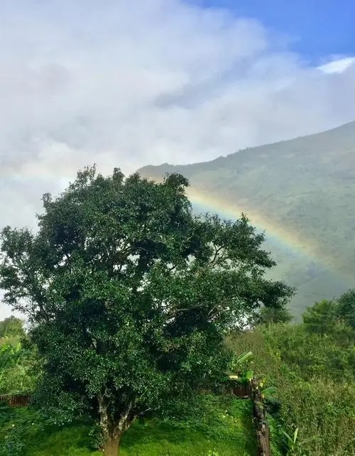 2022 年邦崴古樹春茶價格多少錢一公斤？