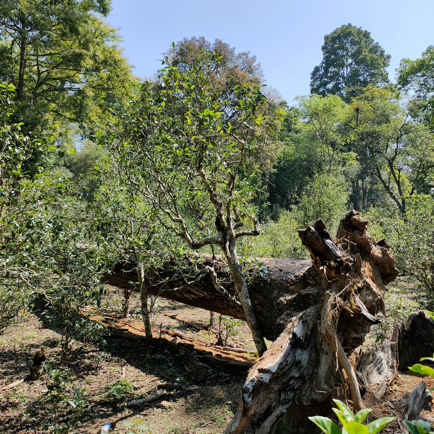 2022麻黑古樹春茶口感？