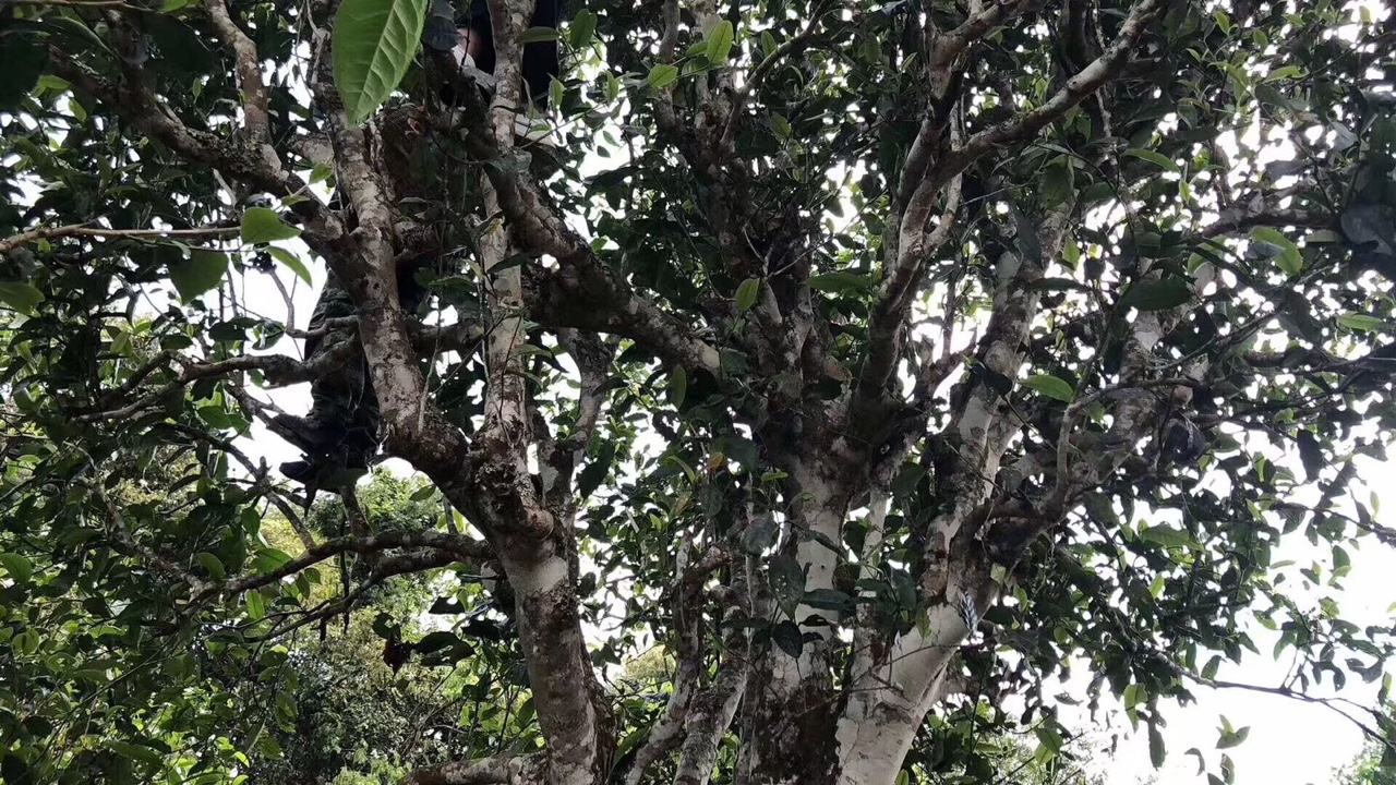 2022年麻黑古樹春茶價格？