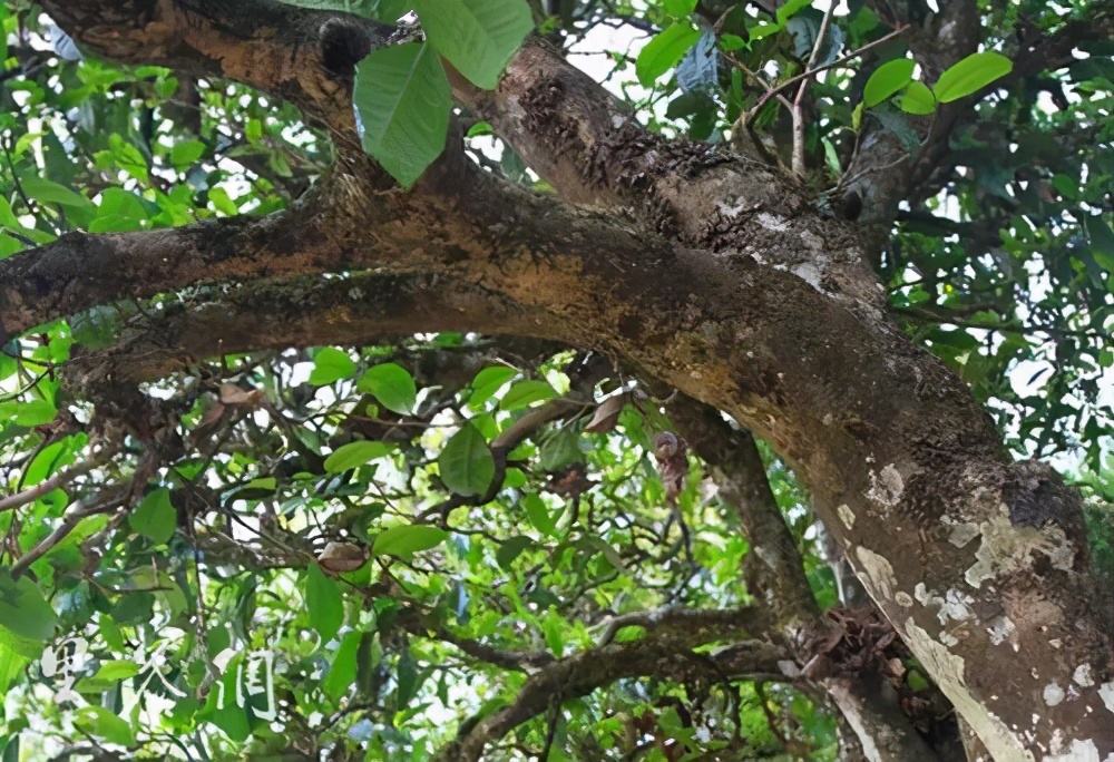 2022年繞開麻黑，你損失的將是半個易武