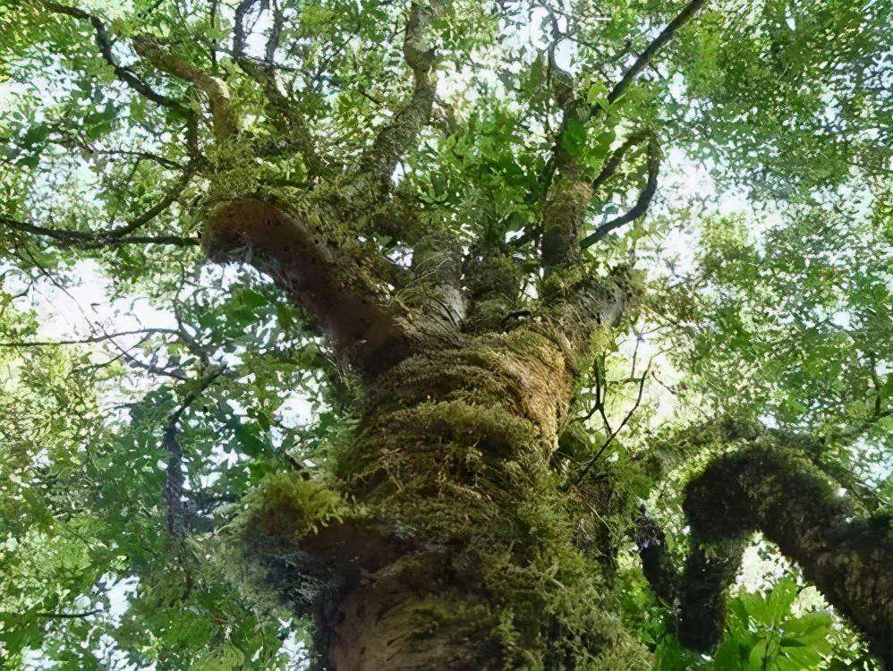 2022年落水洞古樹春茶特點？