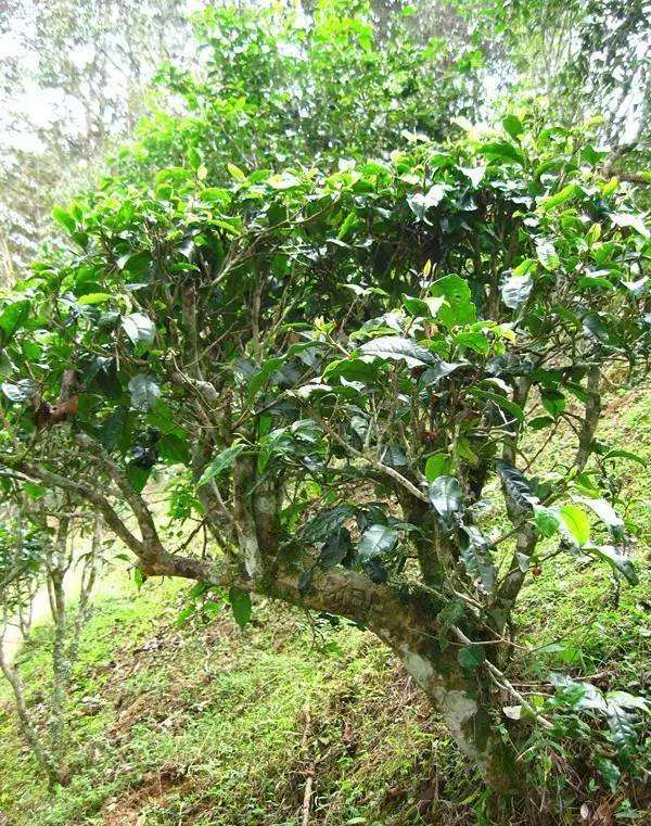 2022年落水洞古樹春茶——盞盛琥珀光，柔甜入人心