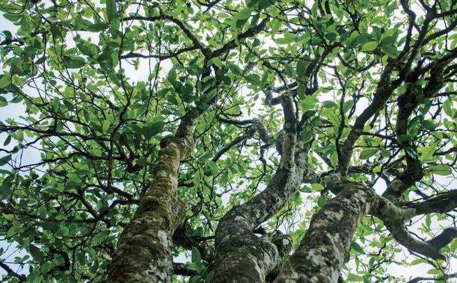 2022年落水洞古樹春茶多少錢一公斤？