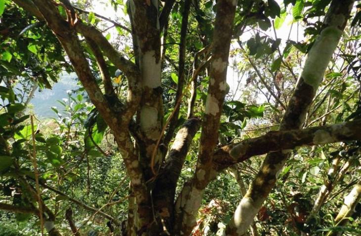 2022年大漆樹古樹春茶特點？