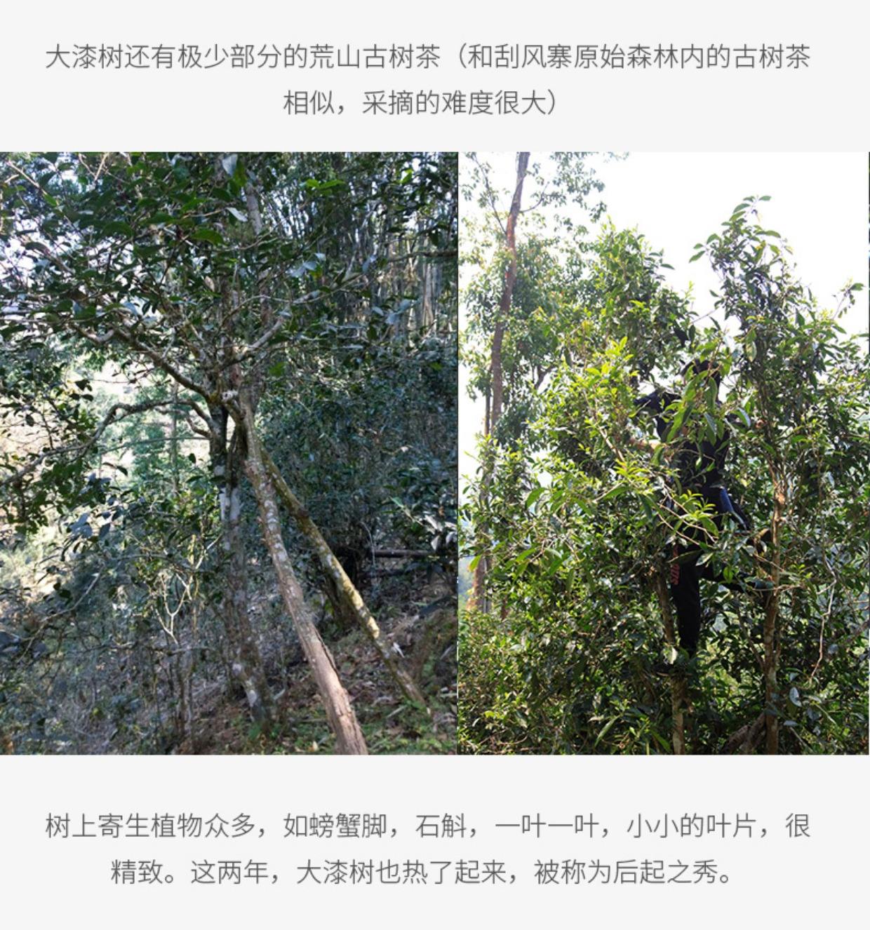 2022年大漆樹古樹春茶多少錢一公斤？