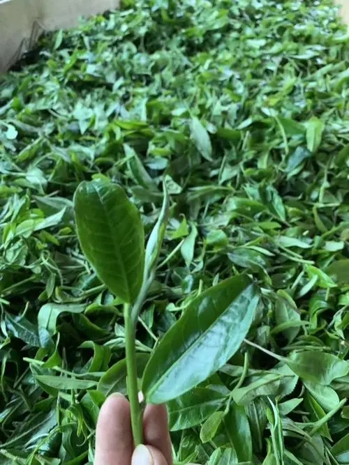 2022年彎弓古樹春茶口感？