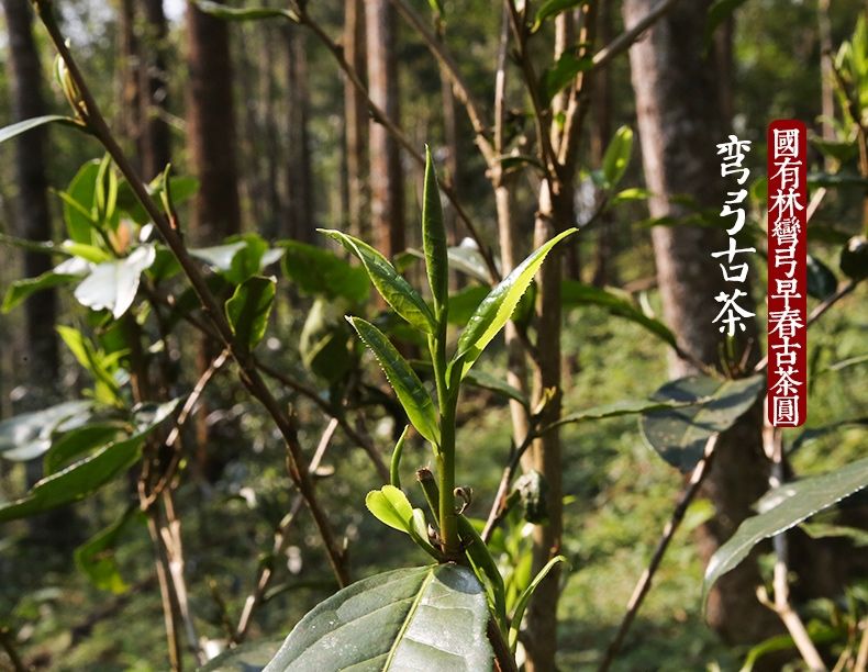 2022年彎弓大寨的古樹春茶為何如此之珍貴？