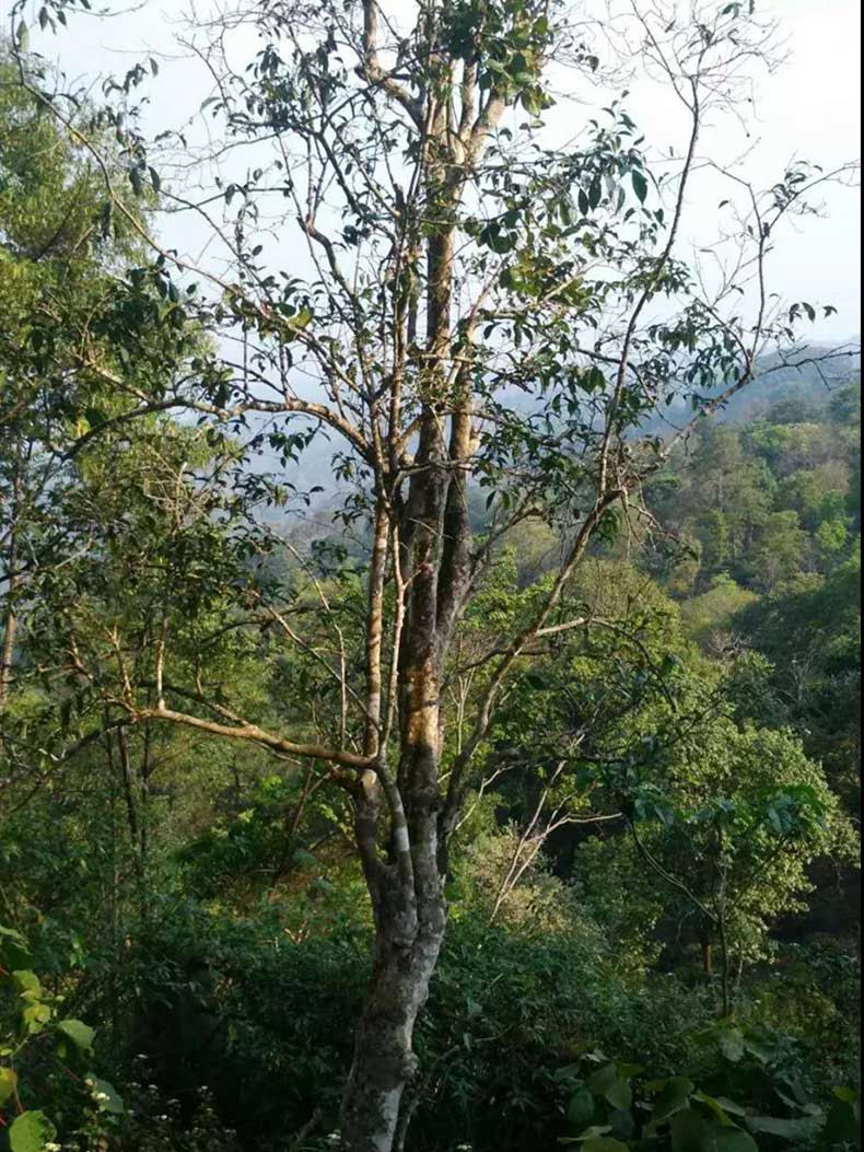 2022年彎弓古樹春茶多少錢一公斤？