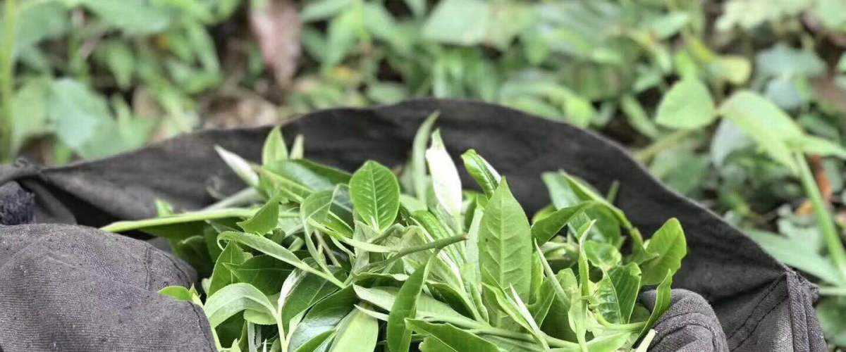 2022年白茶園古樹(shù)春茶口感？