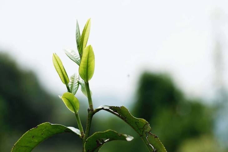 2022年白茶園古樹春茶品鑒！