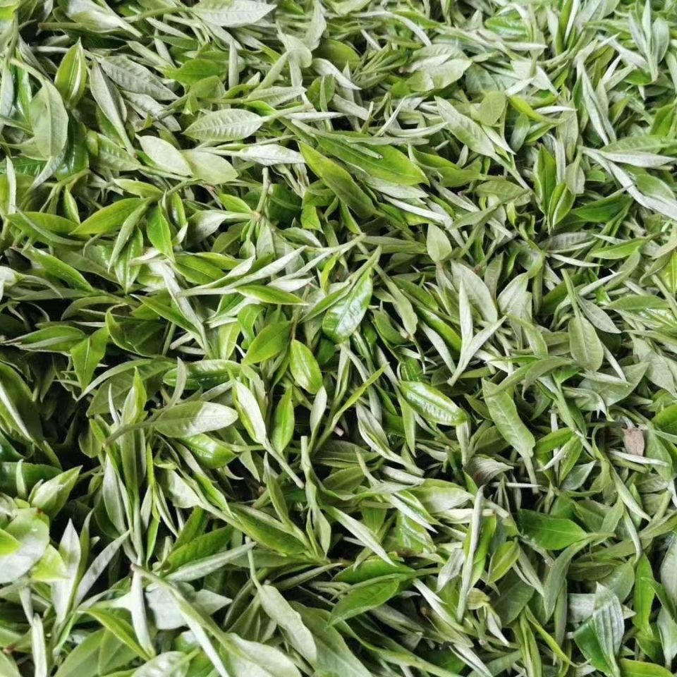 2022年白茶園古樹春茶多少錢一公斤？