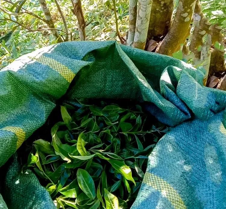 2022年鳳凰窩古樹春茶口感？