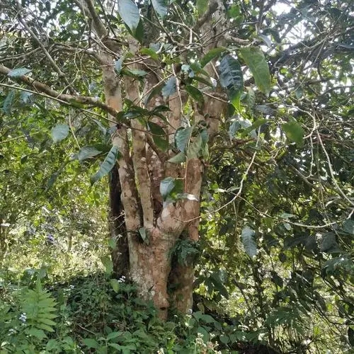 2022年刮風(fēng)寨茶王樹(shù)古樹(shù)春茶價(jià)格？