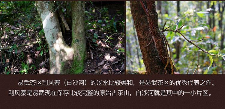 2022年白沙河古樹春茶口感？