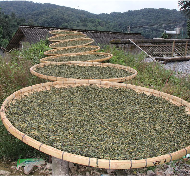 2022年白沙河古樹春茶價格？