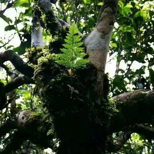 2022年黑水梁子古樹春茶價格？