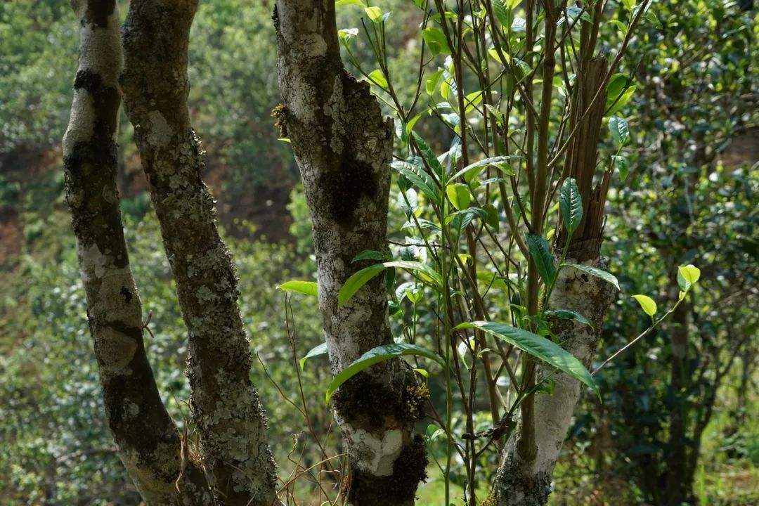 2022年刮風(fēng)寨茶坪古樹(shù)春茶特點(diǎn)？