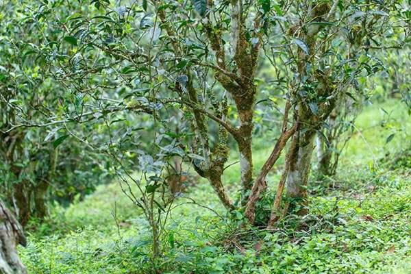 2022年刮風寨茶坪古樹春茶口感？