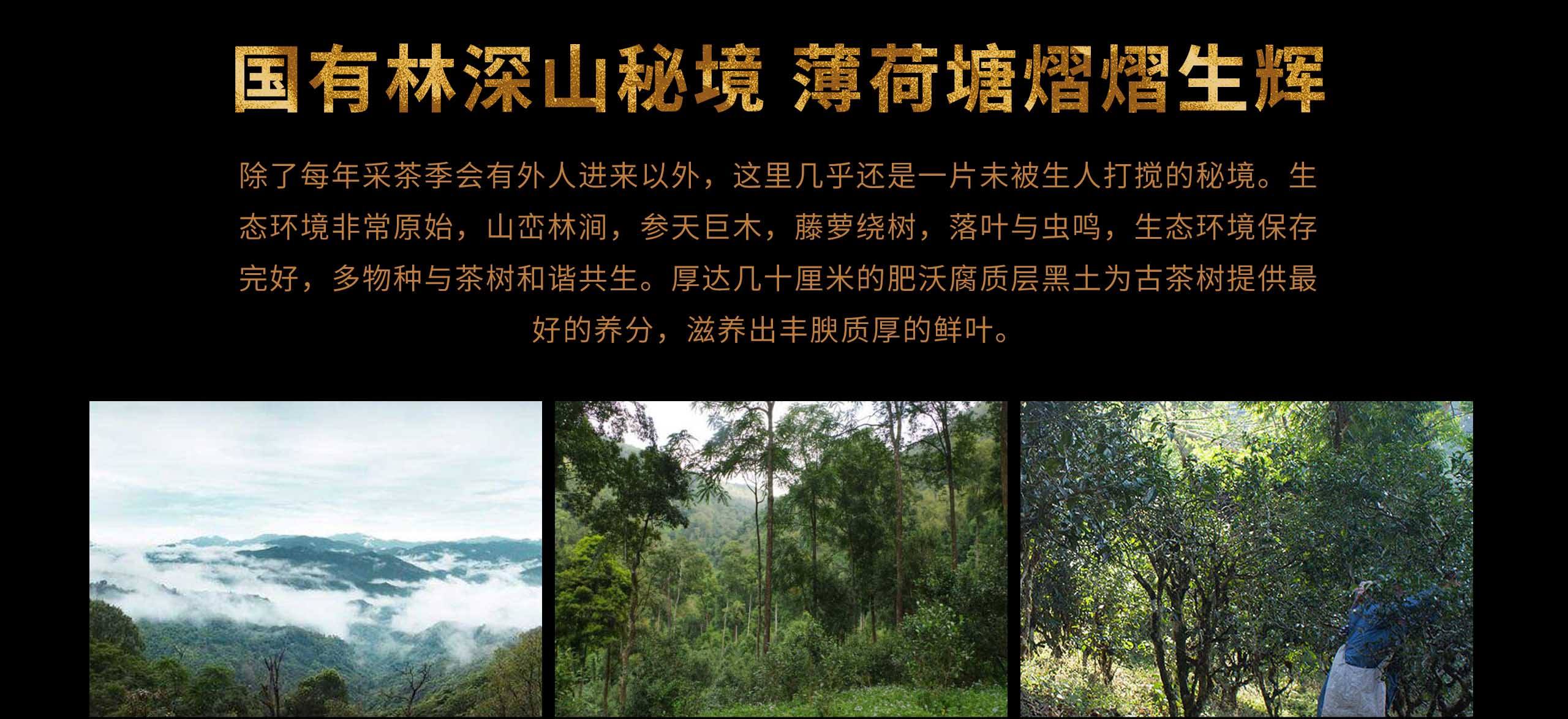 2022年薄荷塘古樹春茶特點(diǎn)？