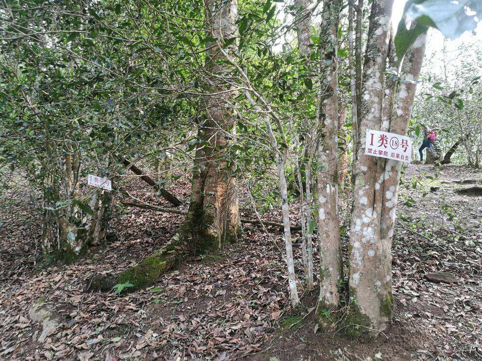 2022年薄荷塘古樹春茶口感？