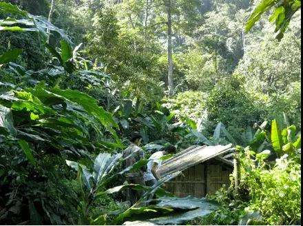 2022年薄荷塘古樹春茶多少錢一公斤？