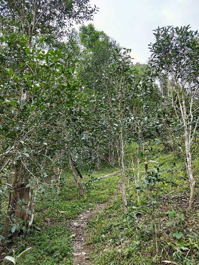 2022年多依樹古樹春茶特點？