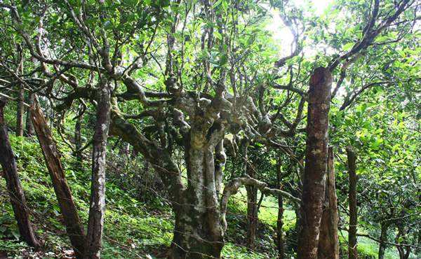 2022年多依樹(shù)古樹(shù)春茶口感？