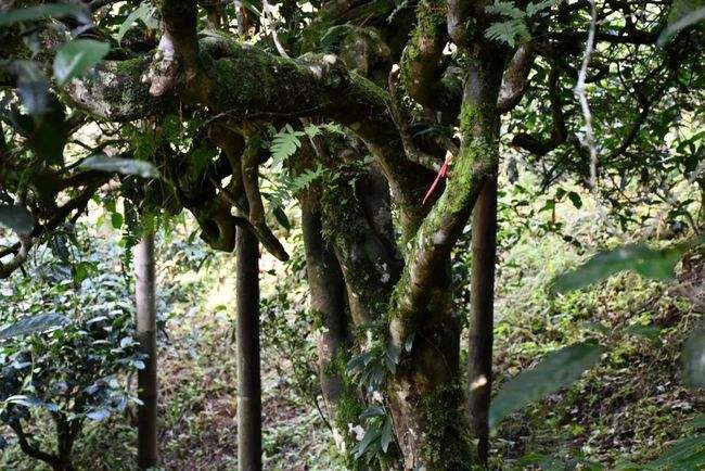 2022年多依樹古樹春茶多少錢一公斤？