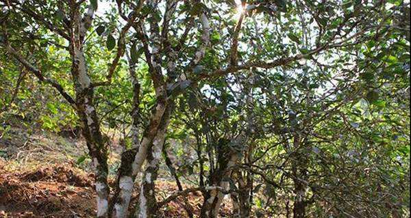 2022年易武張家灣古樹(shù)春茶口感？