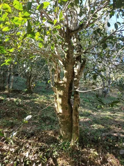 2022年易武張家灣古樹春茶多少錢一公斤？