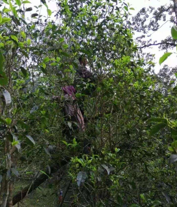 2022年一扇磨古樹(shù)春茶特點(diǎn)？