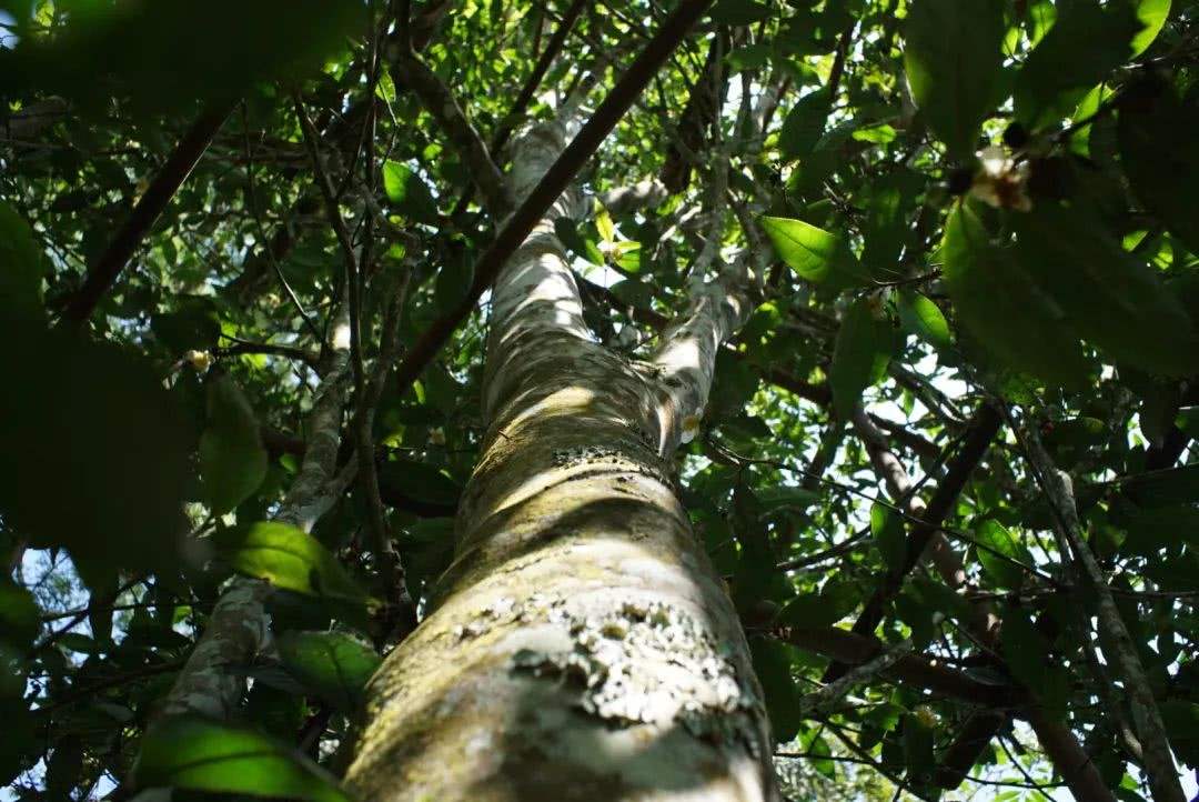 2022年香椿林古樹春茶口感？